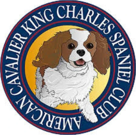 cavalier breeder near me