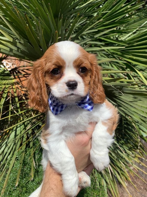 cavalier puppies for adoption