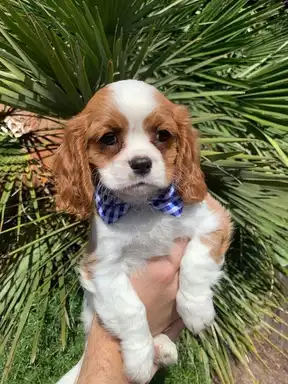 cavalier puppies for adoption
