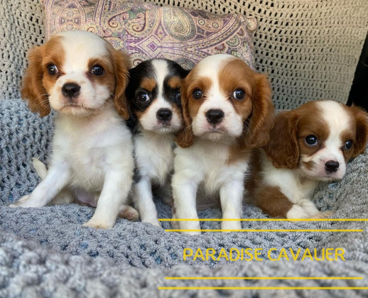 king charles cavalier puppies