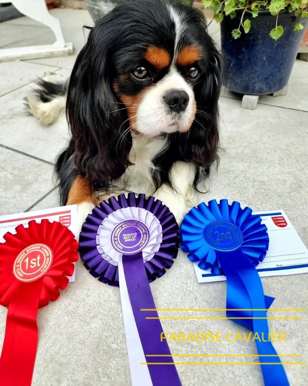 king charles cavalier puppies