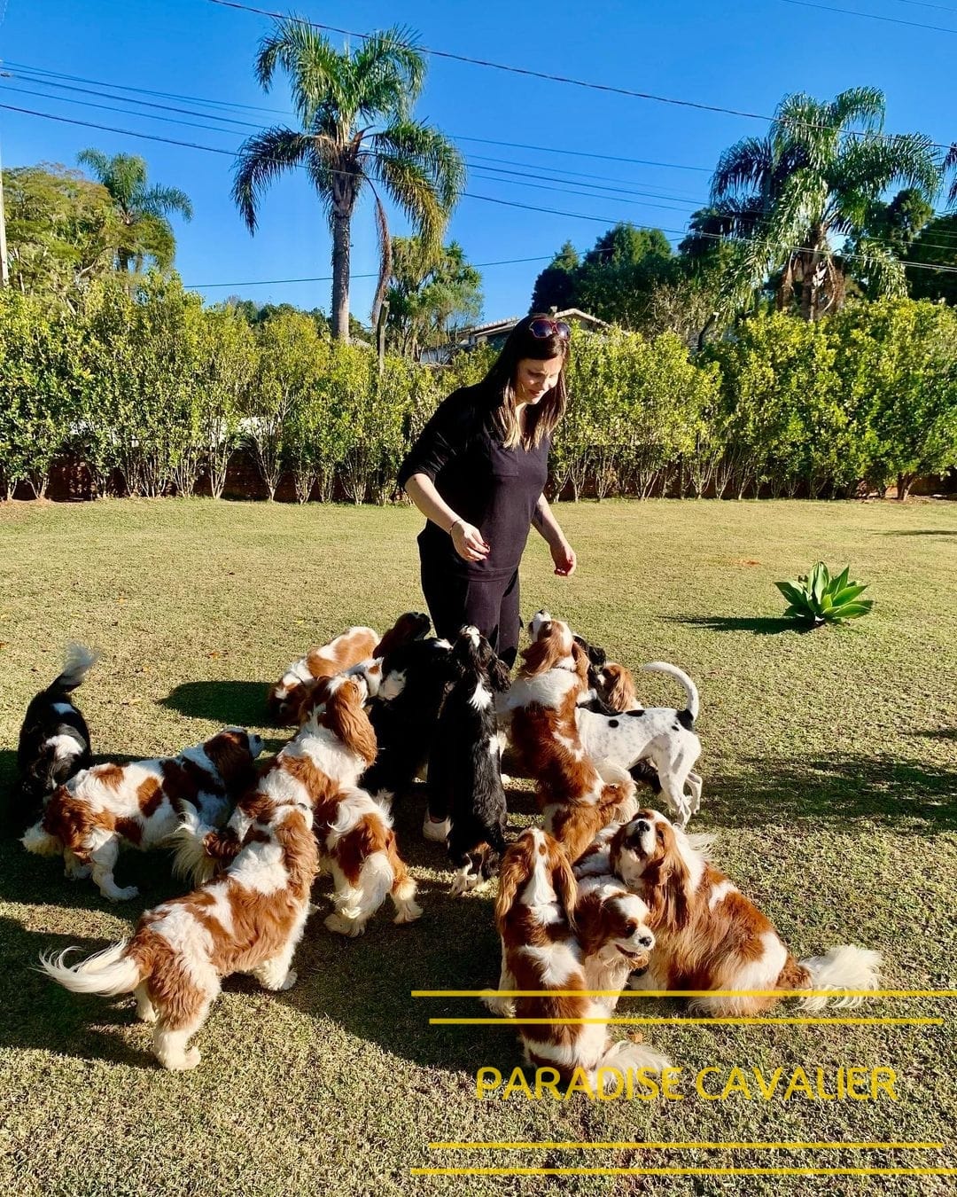 King charles cavalier puppies for sale