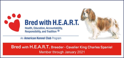 king charles cavalier spaniel puppies