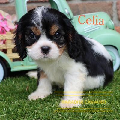 king spaniel cavalier puppies for sale