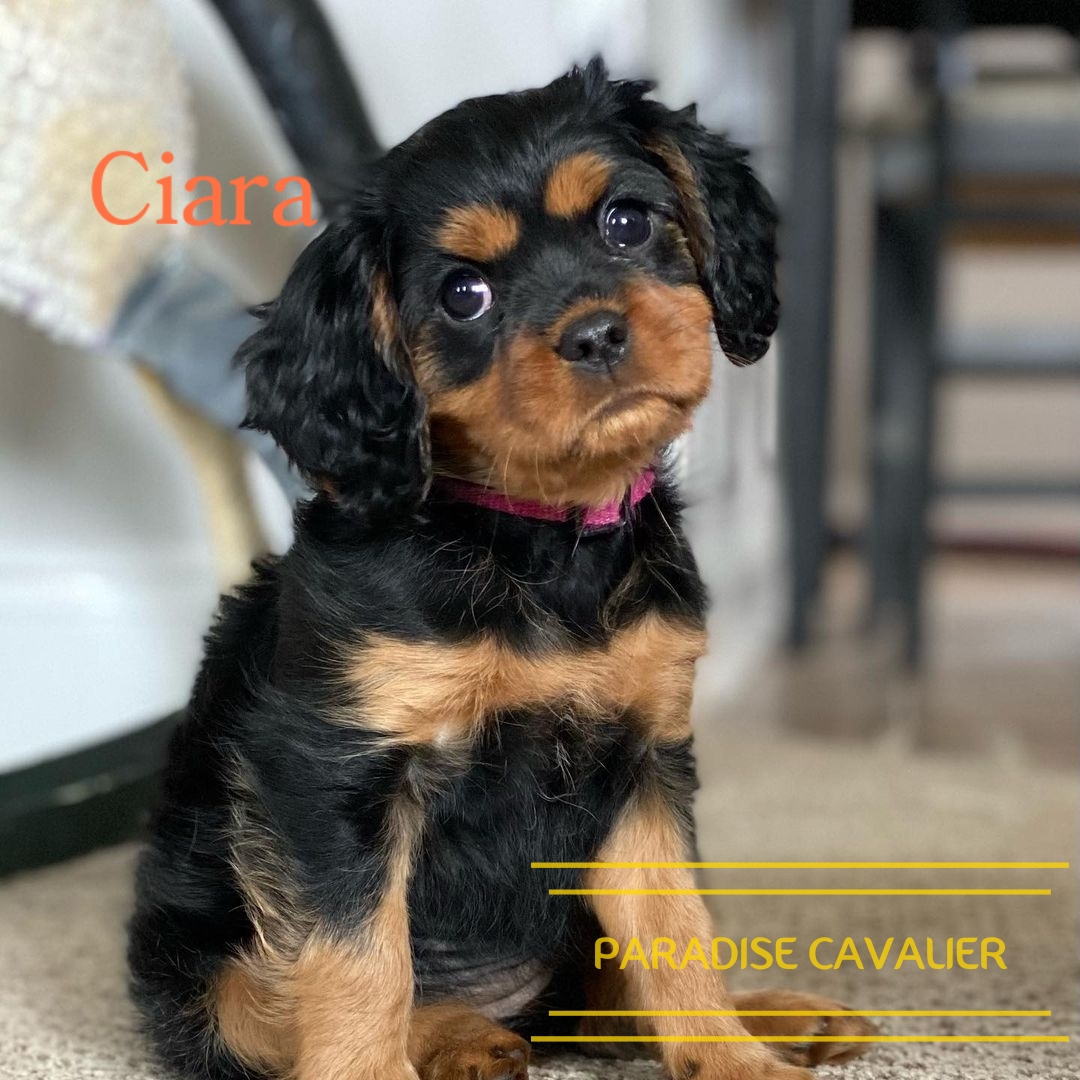 king charles cavalier puppies for sale