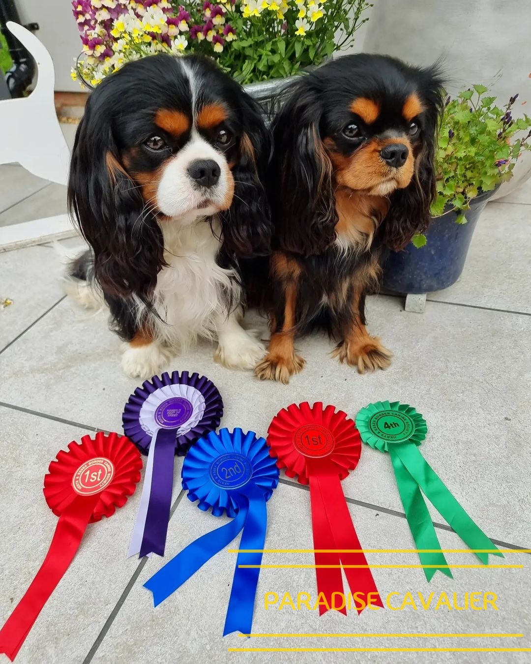 king charles cavalier spaniel puppies