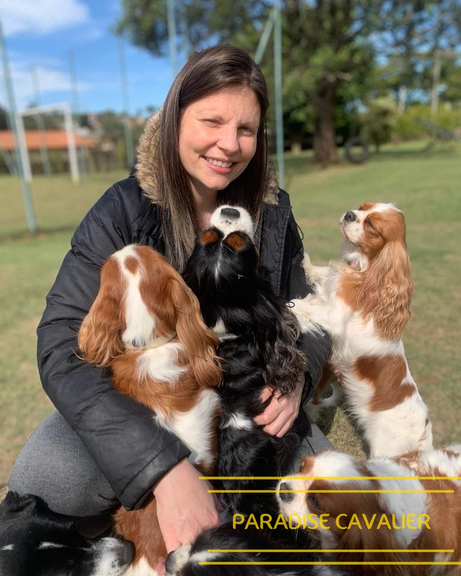 cavalier king charles for sale