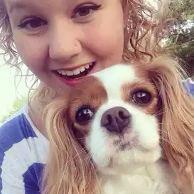 cavalier king charles spaniel breeder