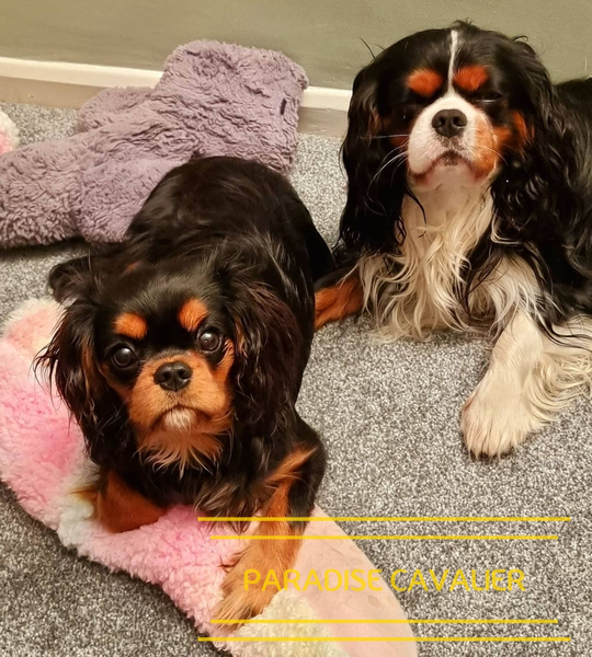 cavalier puppies for sale