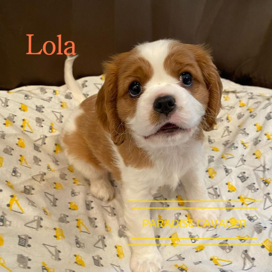 king charles cavalier puppies