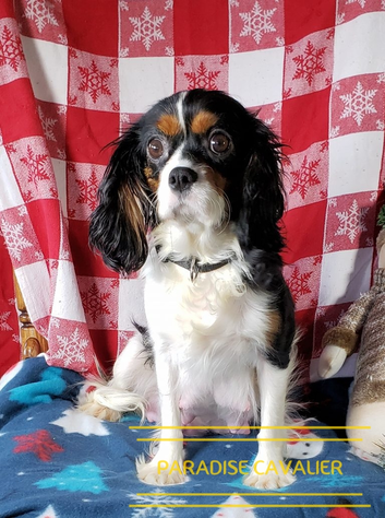 king charles cavalier puppies near me