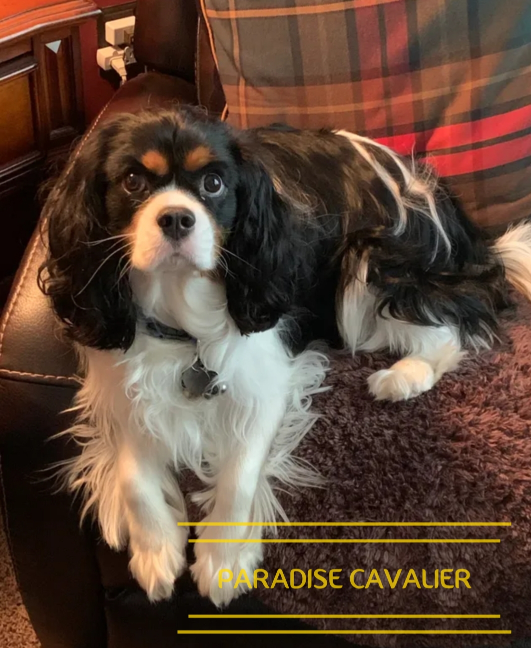 cavalier puppies for sale near me