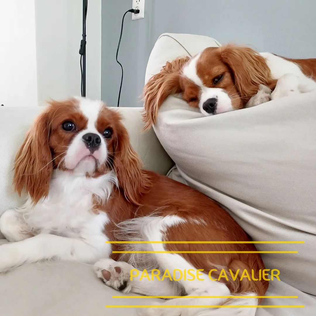 cavalier puppies for sale