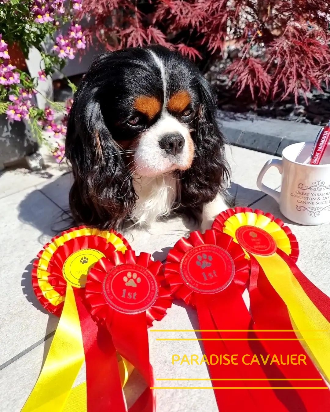 cavalier puppies