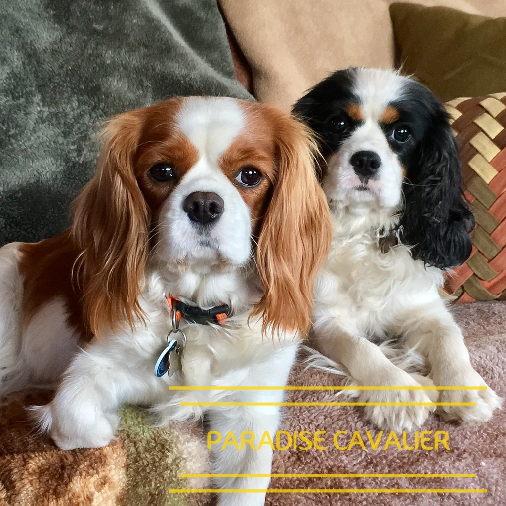 king cavalier puppies for sale