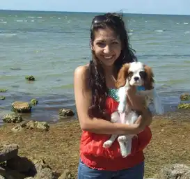king charles cavalier puppies