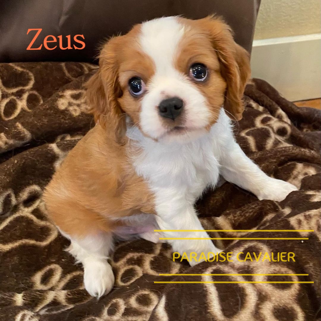 cavalier puppies for sale